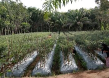 Panen Cabe Merah Seluas Satu Hektar.