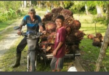 Petani Resah, Harga Sawit Menurun di Aceh Barat Gimana Solusinya?