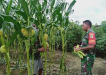 Babinsa Koramil 1710-02/Timika Dampingi Petani Di Wilayah Binaan Dalam Merawat Tanaman Jagung.