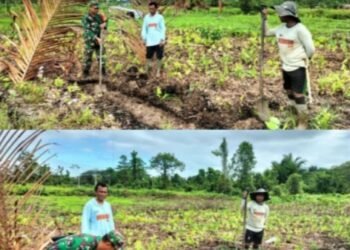 Jalin Silaturahmi Dan Memantau Potensi Di Wilayah, Babinsa Koramil 1710-07/Mapurujaya Laksanakan Komsos Dengan Petani Di Wilayah Binaan