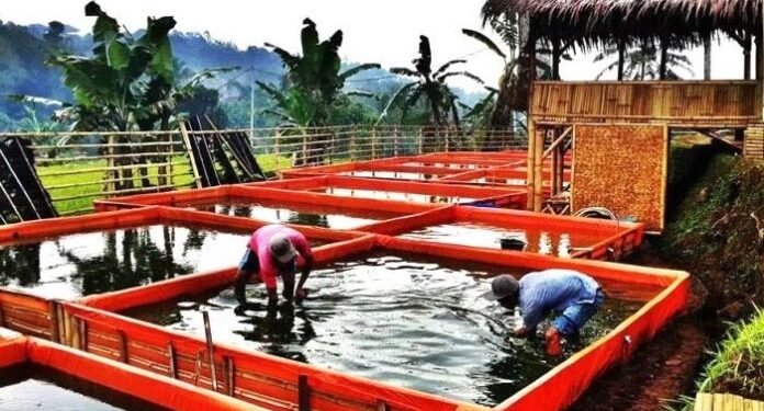 Ini Cara Budidaya Ikan Lele, Modal Kecil dan Cepat Berhasil.