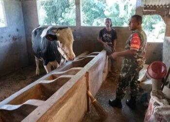 Datangi Kandang Sapi, Babinsa Beri Motivasi
