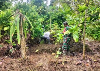 Tingkatkan Perekonomian Warga, Babinsa Mapurujaya Ajarkan Budidaya Kopi Robusta