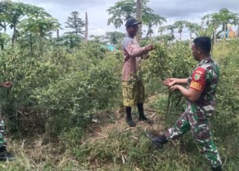 Tingkatkan Ketahanan Pangan Wilayah, Babinsa Koramil 1710-02/Timika Laksanakan Pendampingan Kepada Petani Binaan