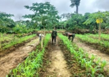 Agar Hasil Panen Meningkat, Babinsa Koramil 1710-07/Mapurujaya Terus Dampingi Petani di Wilayah Binaan