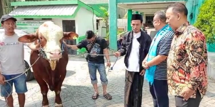 Achmad Rubaie Ketua Harian PAN Jatim: Pembagian Sapi Limousin 1,2 Ton Ke PWM dan PWNU Jatim, Bagian Memperkuat Ukhuwah