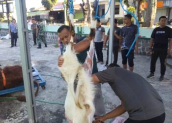 Wujud Rasa Syukur Hari Raya Idhul Adha, Kodim Boyolali Sembelih Hewan Kurban