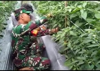 Babinsa Koramil 07/Mapurujaya Laksanakan Pendampingan Kepada Petani Cabai