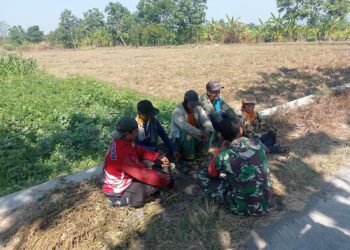 Sukseskan Ketahanan Pangan, Babinsa Komsos Dengan Petani Binaan
