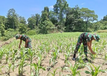 Tingkatkan Ketahanan Pangan Di Perbatasan Papua Satgas Yonif 122/TS Pos Yetti Bercocok Tanam Dengan Menanam Jagung