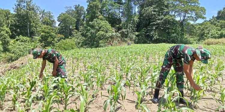 Tingkatkan Ketahanan Pangan Di Perbatasan Papua Satgas Yonif 122/TS Pos Yetti Bercocok Tanam Dengan Menanam Jagung