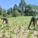 Tingkatkan Ketahanan Pangan Di Perbatasan Papua Satgas Yonif 122/TS Pos Yetti Bercocok Tanam Dengan Menanam Jagung
