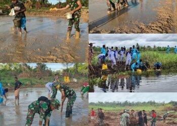 Pertama Kali di Kabupaten Mappi, Satgas Yonif 125/SMB Pelopori Buka Lahan Persawahan Bersama Dinas Pertanian
