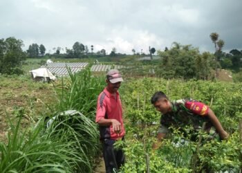 Motivasi Petani Binaan, Babinsa Selo Bantu Panen Cabe