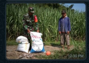 Babinsa Klego Dampingi Petani Lakukan Pemupukan