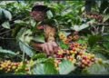Harga Biji Kopi Saat Ini Tembus Mencapai Rp.43-45 Ribu Perkilo, Petani Sebut Tidak Merasa Untung