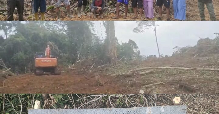 Kebun Karet Dirusak  Warga Mensubang Tuntut Keadilan dari PT. SMS Mukti