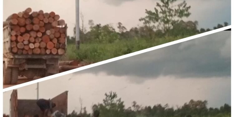 Dugaan Aktivitas Ilegal Logging Gunakan Alat Berat Milik  Perusahaan Luluh Lantakan Gunung Tamang Hingga Warga Resah