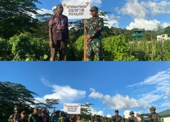 Berbagi Hasil Ketahanan Pangan, Personil Satgas Yonif 131/Brajasakti Pos Kalipay Panen Sayuran Bersama Warga di Distrik Waris