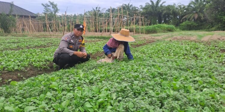 Dekat dengan Petani, Bhabinkamtibmas Polsek Stabat Dorong Ketahanan Pangan di Desa Karang Rejo