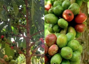 Kopi Robusta “Harapan Baru” – Kisah Kami, Petani Sawahlunto Bersama Bukit Asam