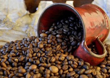 “Harapan Baru dari Biji Kopi Sawahlunto”, Lahan Bekas Tambang Kini Jadi Sumber Kehidupan