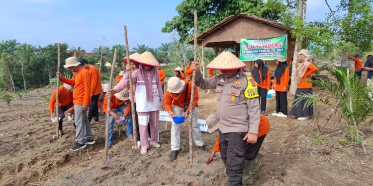 Polsek Cerenti Dukung Penanaman Jagung di Lahan BUMDes, Wujud Nyata Program ASTA CITA Presiden RI