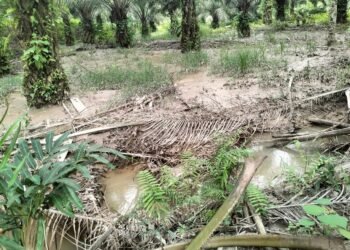 Diduga Kebal Hukum, Dinas Lingkungan Hidup Tekuk Lutut Di hadapan PT. Prima Coal, Warga di PHP