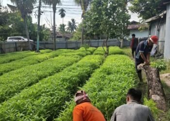 Panen Kangkung, Warga Binaan Lapas Bengkalis Dukung Ketahanan Pangan Nasional