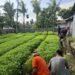 Panen Kangkung, Warga Binaan Lapas Bengkalis Dukung Ketahanan Pangan Nasional