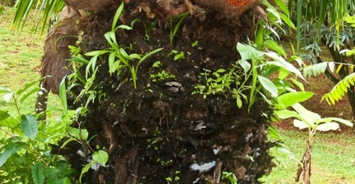 Tata Kelola Perkebunan Sawit Sitaan Yang Dikelola PT. Agrinas Palma Nusantara Perlu Segera Dievaluasi