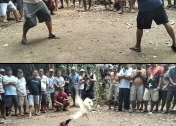 “Sabung Ayam Ilegal Jadi Ajang Perjudian Terbuka di Sekadau, Penegakan Hukum Dipertanyakan”
