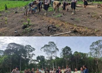 Polsek Kuala Behe Gencar Lakukan Penanaman Jagung Di Desa Wilayah Kecamatan Kuala Behe