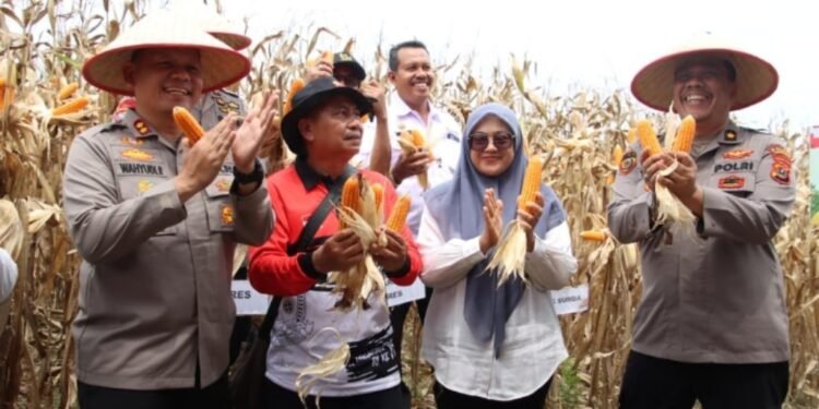 Polres Pelabuhan Belawan Laksanakan Panen Raya Jagung Program Ketahanan Pangan