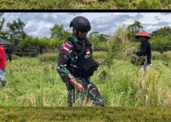 Dukung Ketahanan Pangan, Satgas Pamtas Kewilayahan RI-PNG Yonif 410/Alugoro Panen Raya Padi Bersama Masyarakat