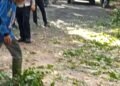 Satlantas Polres Langkat Bergerak Cepat Bersama DLH dan BPBD, Bersihkan Pohon Tumbang di Jalan Tengku Umar