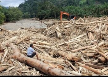 Kemenhut Telusuri Penyebab Ribuan Kayu Gelondongan Terbawa Banjir di Sumatera