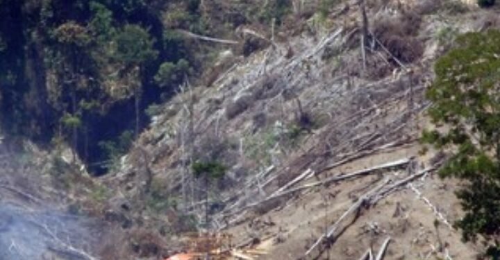 Kemenhut Temukan Lima Lokasi Penebangan Ilegal, Diduga Picu Banjir Sumatra