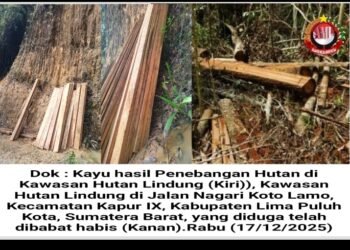 Diduga Dirusak Oknum Tak Bertanggung Jawab, Hutan Lindung 50 Kota Dibabat Habis