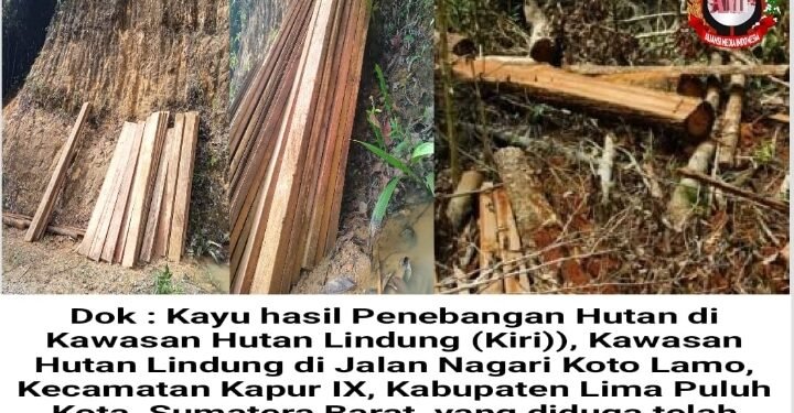 Diduga Dirusak Oknum Tak Bertanggung Jawab, Hutan Lindung 50 Kota Dibabat Habis