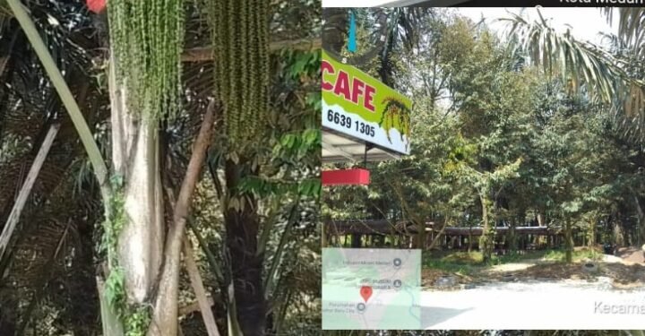 Aren Garden Cafe, Juaranya Lapo Tuak Berkonsep Alam Bebas dan Modern Kekinian