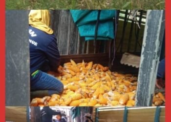 Jagung Demplot Dipanen, Upaya Bersama Perkuat Pangan dan Ekonomi Daerah