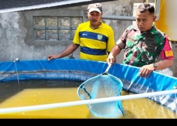 Peran Babinsa Manyar Dorong Produktivitas Budidaya Lele di Wilayah Binaan 
