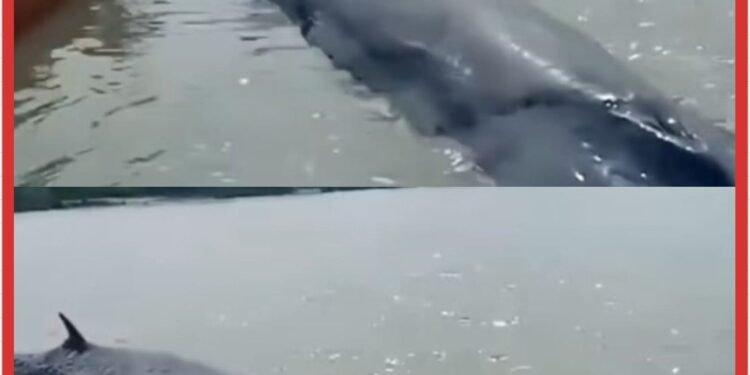 Fenomena Langka, Paus Masuk Sungai dan Terdampar di OKI