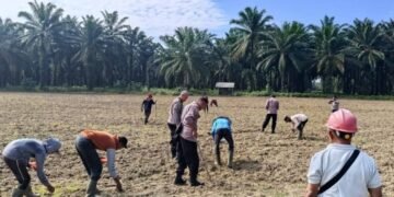 Dukung Program Ketahanan Pangan, Kapolres Langkat Bersama Kapolsek Secanggang Pimpin Kegiatan Penanaman Jagung