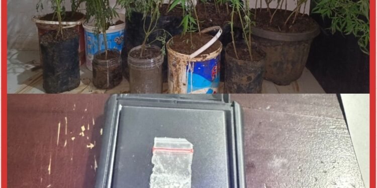 Polres Empat Lawang Ungkap Budidaya Ganja di Dalam Rumah, 44 Batang Disita