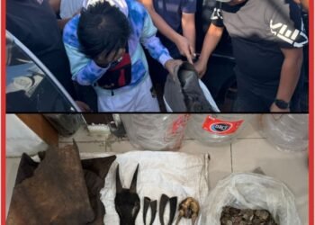 Perdagangan Ilegal Satwa Dilindungi Digagalkan di Sipirok, Polisi Amankan Sisik Trenggiling Hingga Kulit Kijang