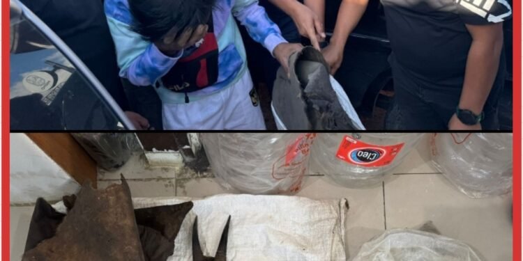 Perdagangan Ilegal Satwa Dilindungi Digagalkan di Sipirok, Polisi Amankan Sisik Trenggiling Hingga Kulit Kijang