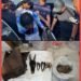Perdagangan Ilegal Satwa Dilindungi Digagalkan di Sipirok, Polisi Amankan Sisik Trenggiling Hingga Kulit Kijang
