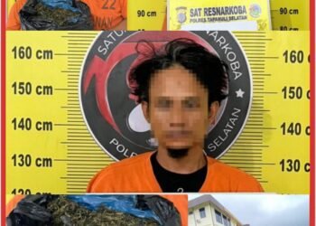 Satresnarkoba Polres Tapsel Gagalkan Peredaran 3 Kg Ganja, Dua Pelaku Ditangkap Gunakan Becak Motor